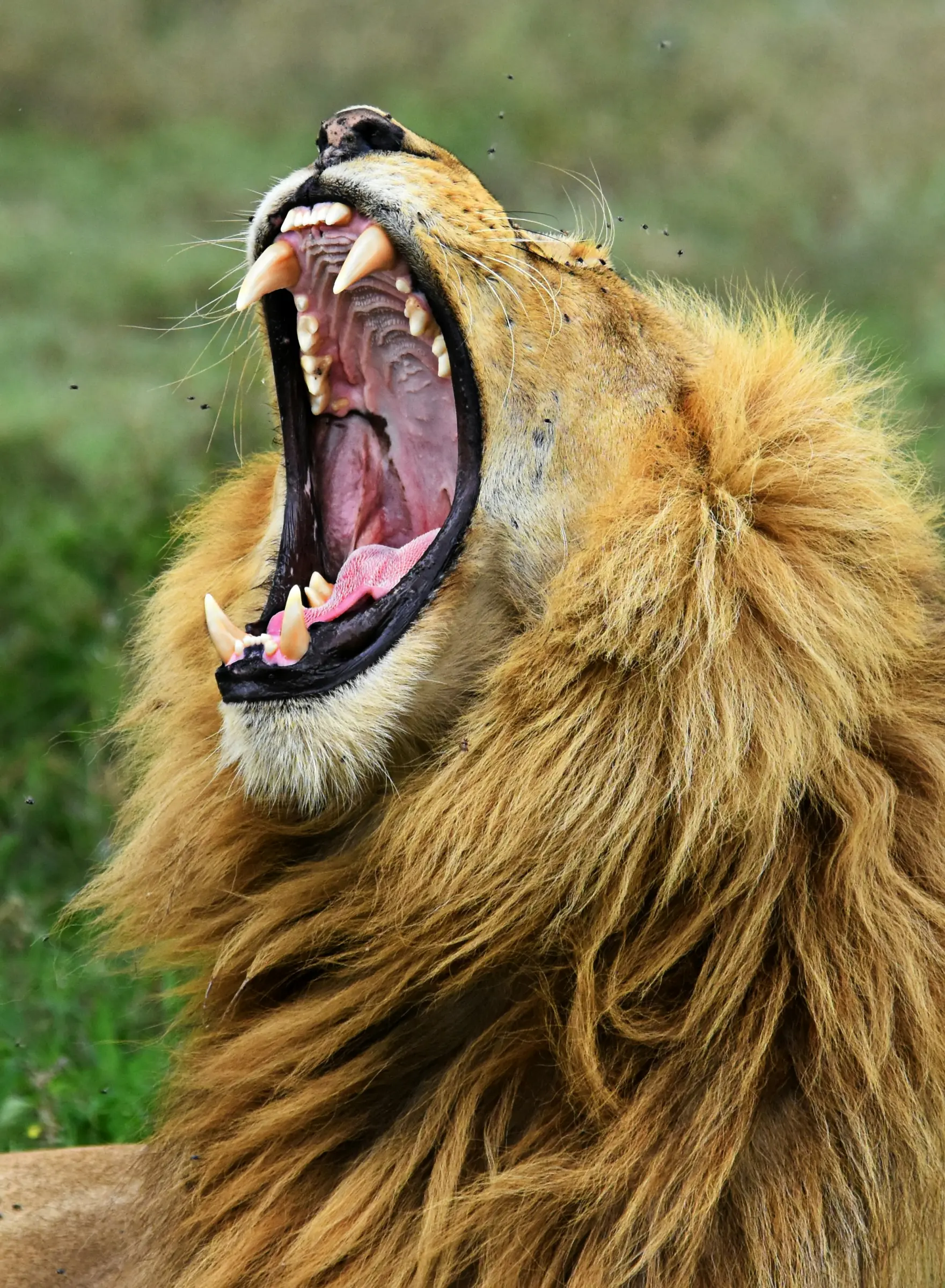 Ngorongoro Crater