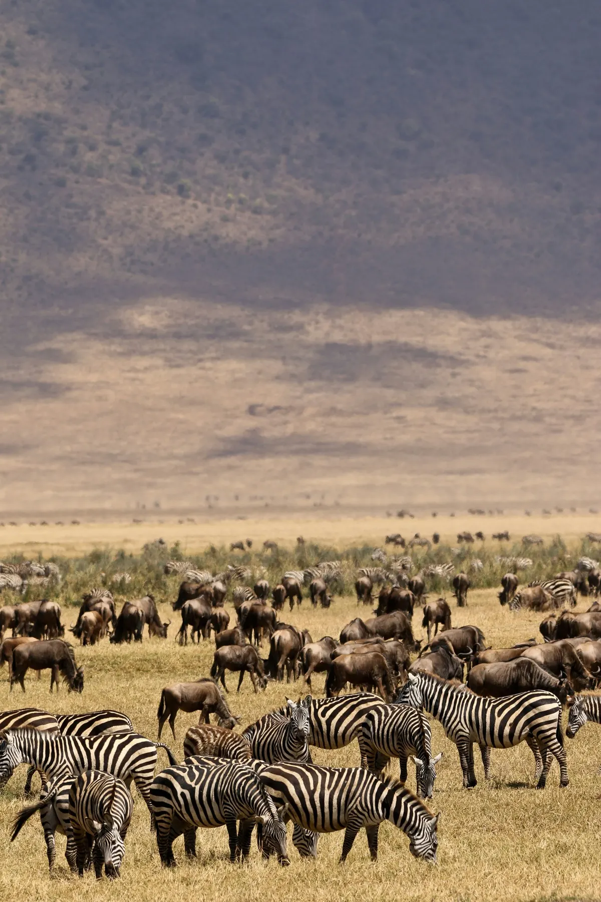 Elephants in the Lake Manyara ecosystem