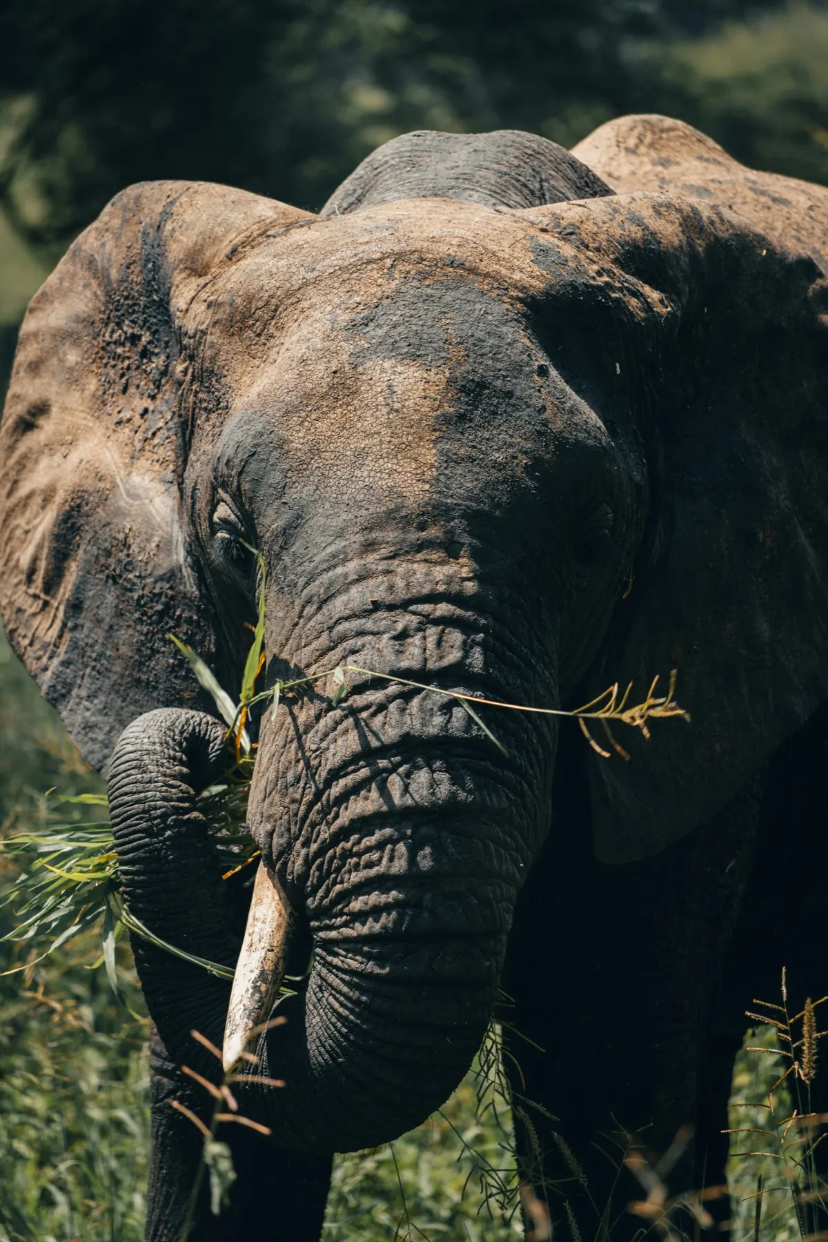 Elephant in the lush Ngorongoro highlands