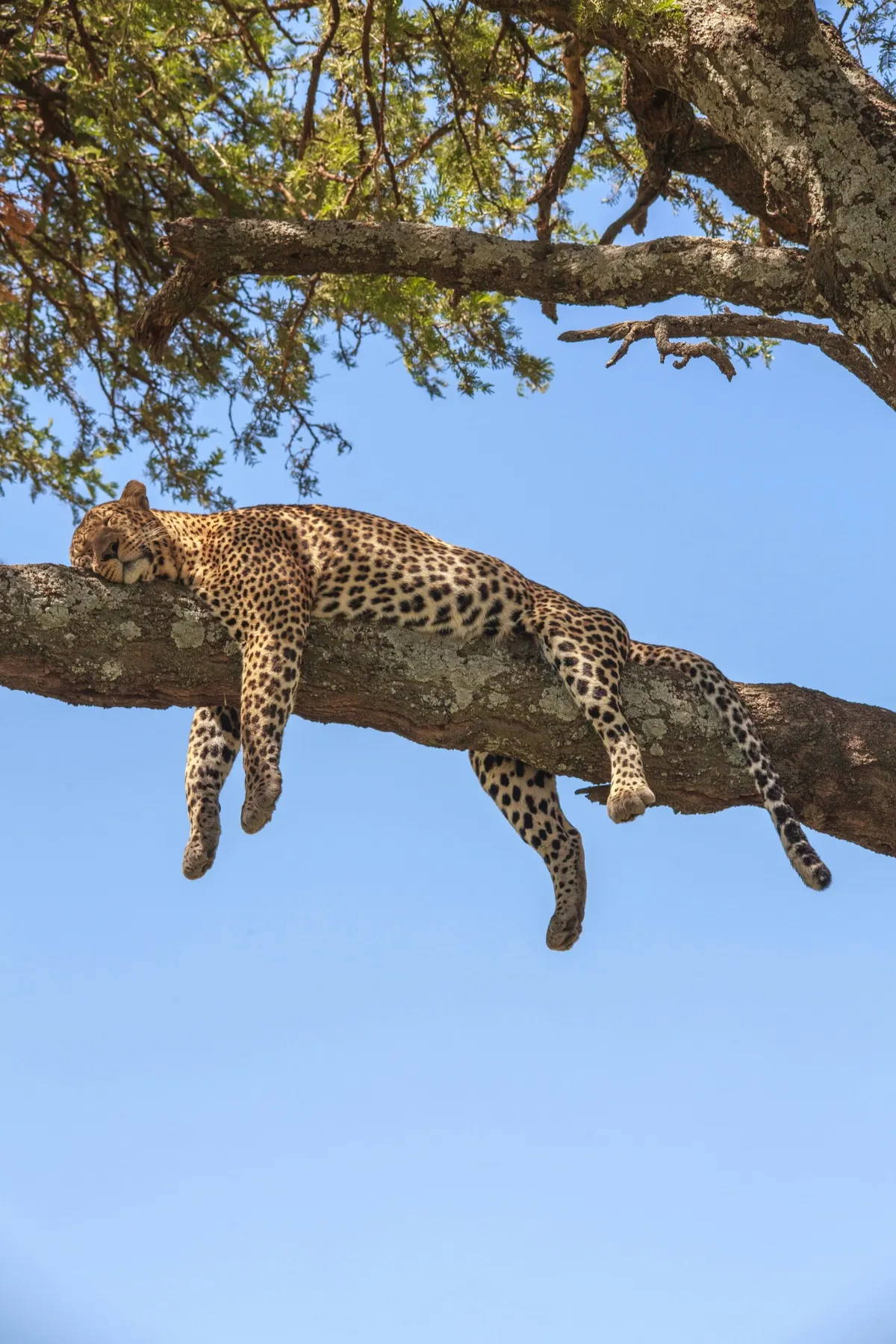 Leopard resting in a tree in Tarangire