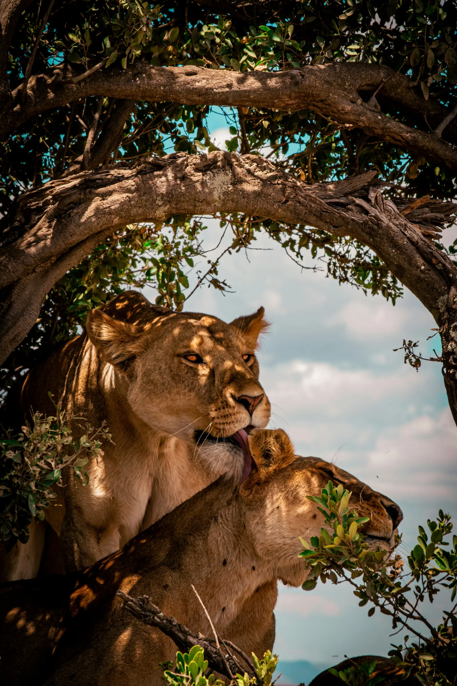 10 Days Honeymoon Safaris