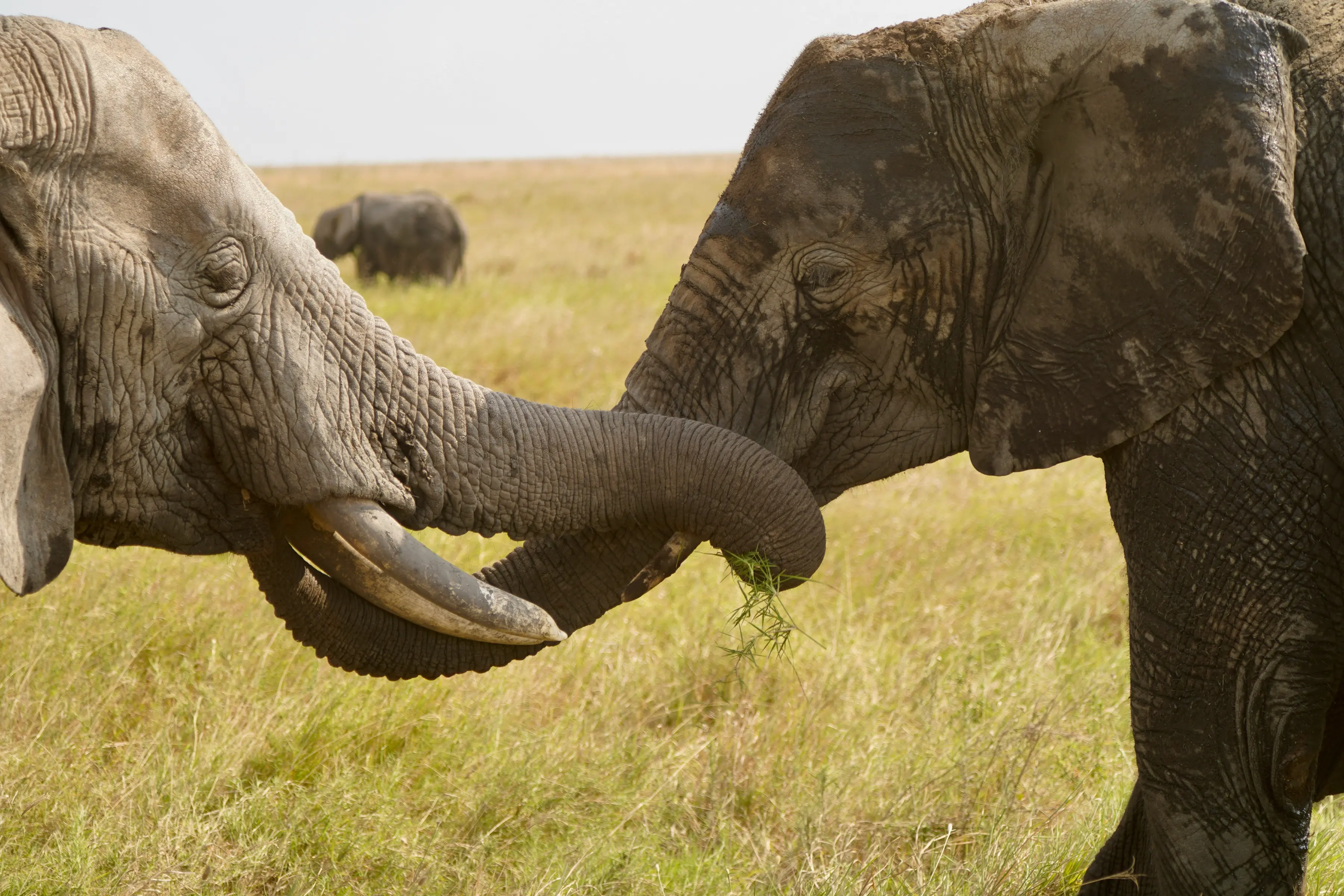 Very Private African Safari Retreats