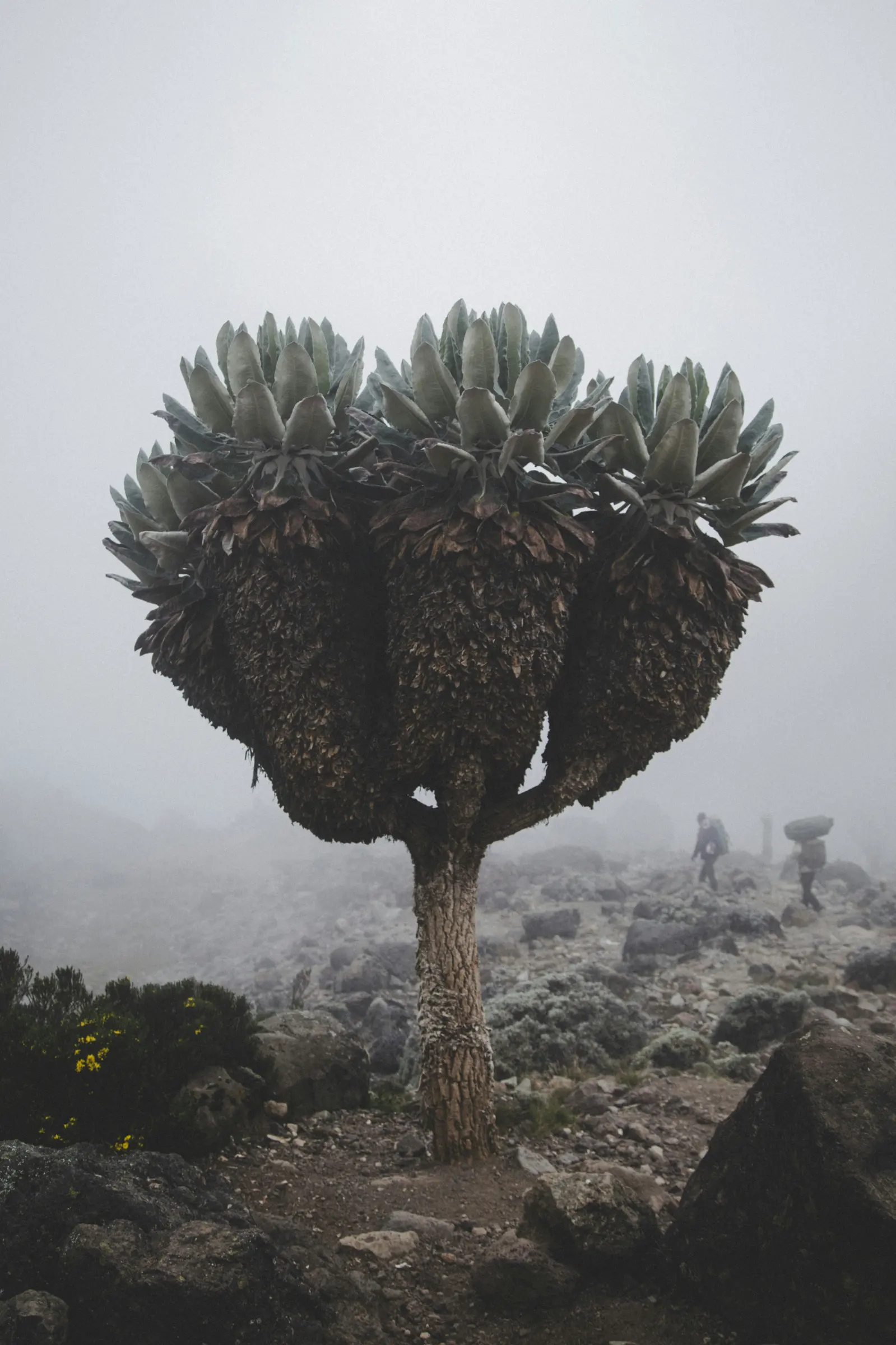 8 Days / 7 Nights Mt Kilimanjaro Marangu Route