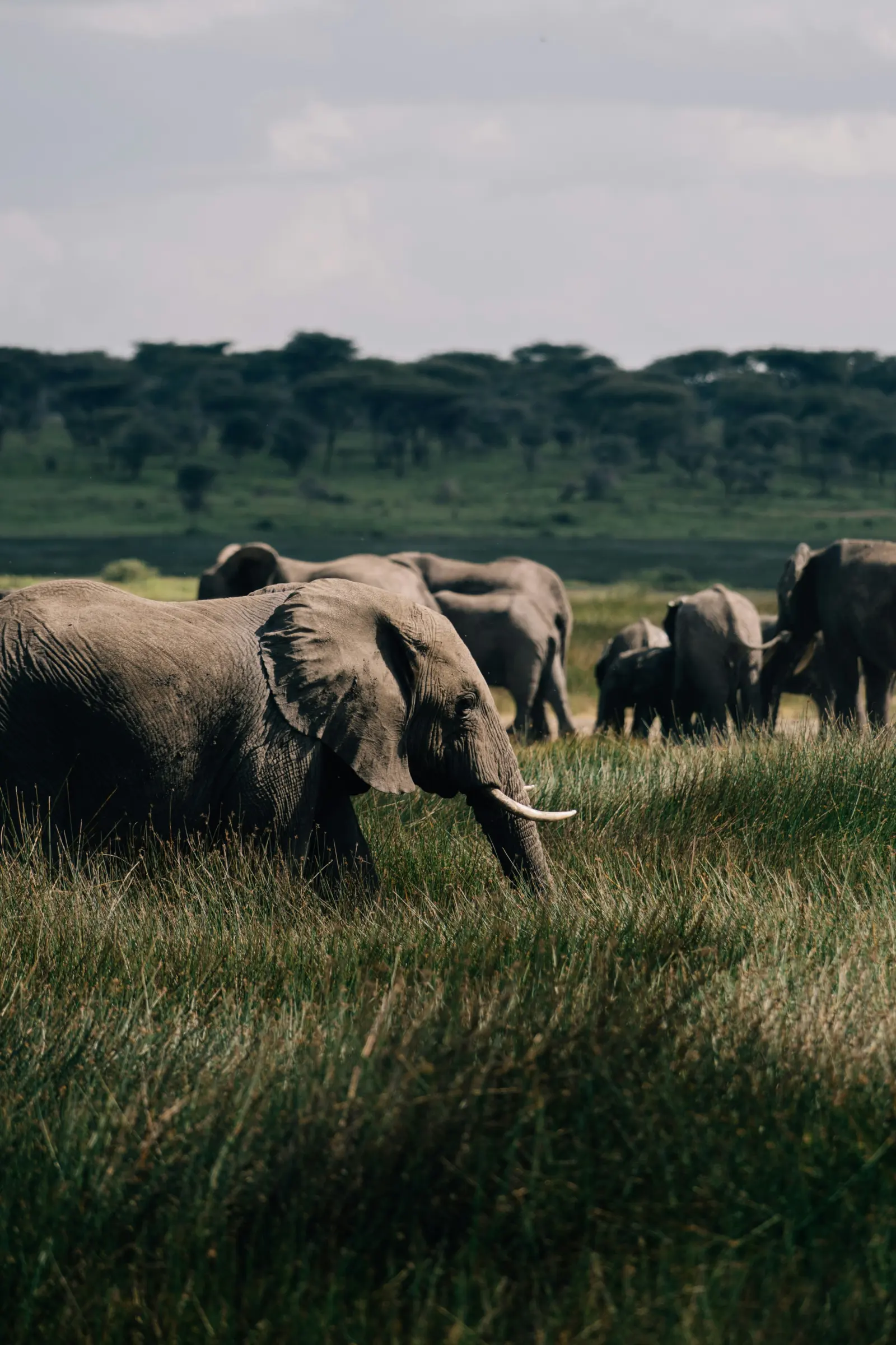 Tarangire National Park