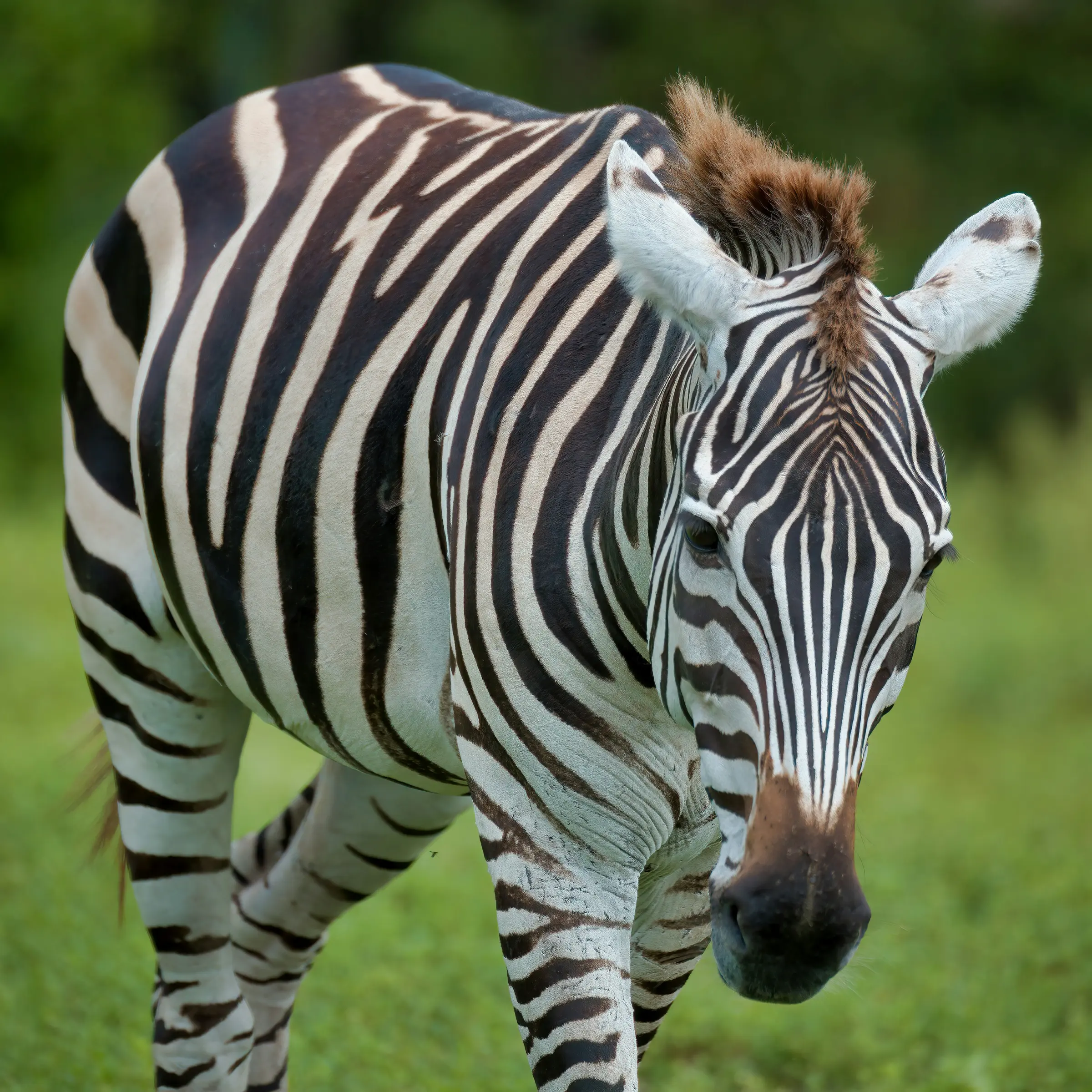10 Days Family Safaris