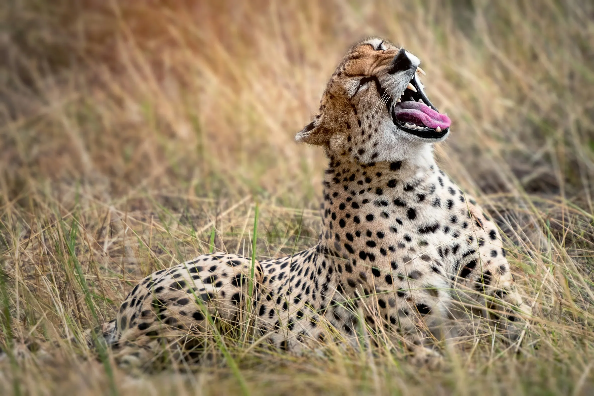 Wildlife in Nyerere National Park
