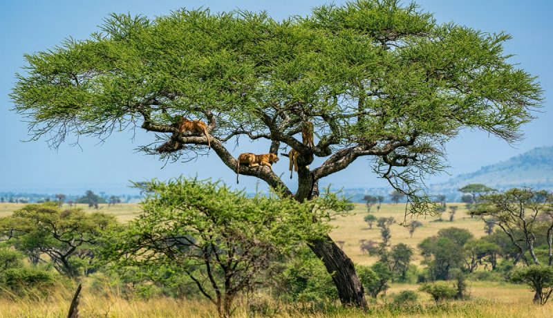 Tree climbing Lions