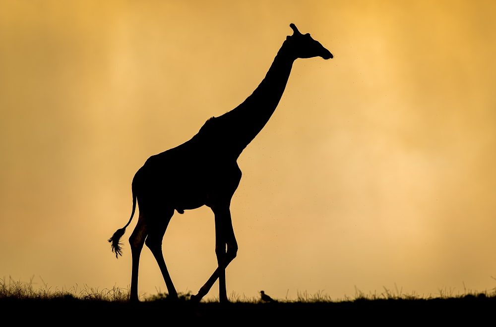 Spotted Africa Safaris