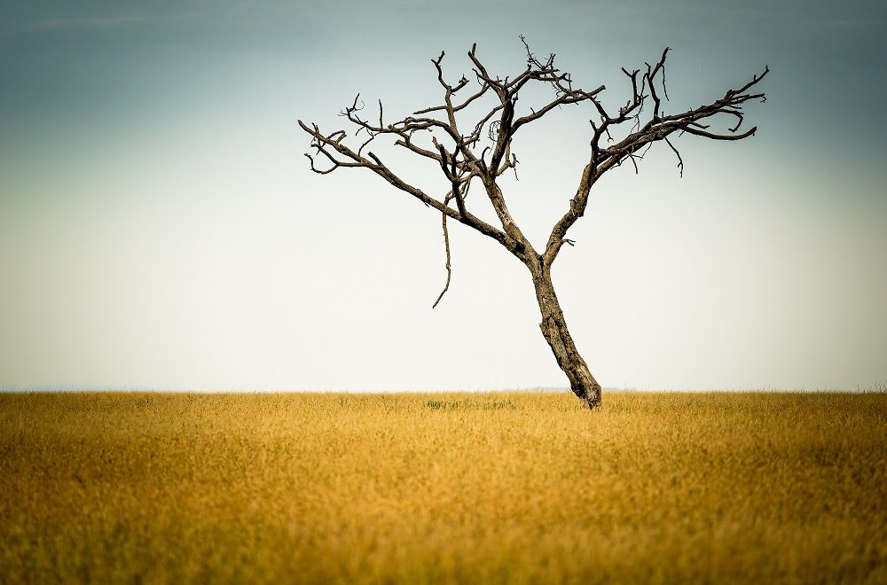 Spotted Africa Safaris